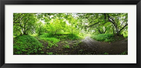 Framed Green forest, Saint-Blaise-sur-Richelieu, Quebec, Canada Print