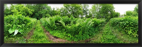 Framed Trees and plants in a forest, Saint-Jean-sur-Richelieu, Quebec, Canada Print