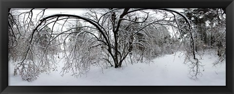 Framed Forest in winter, Saint-Jean-sur-Richelieu, Quebec, Canada Print