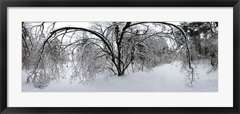 Framed Forest in winter, Saint-Jean-sur-Richelieu, Quebec, Canada Print