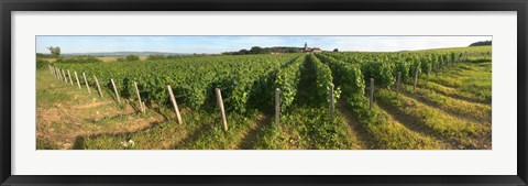 Framed Beaujolais vineyard, Montagny, Saone-Et-Loire, Burgundy, France Print