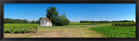 Framed Sauvignon Blanc vineyard, Pouille, Loire-Et-Cher, Loire Valley, France Print