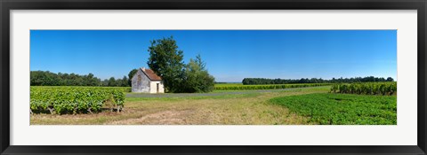 Framed Sauvignon Blanc vineyard, Pouille, Loire-Et-Cher, Loire Valley, France Print