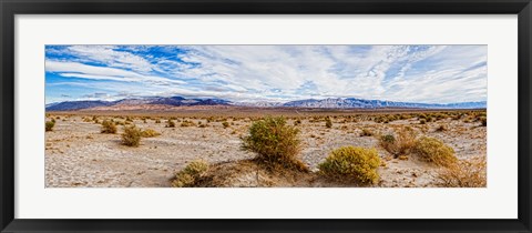 Framed Bushes in a desert, Death Valley, Death Valley National Park, California, USA Print