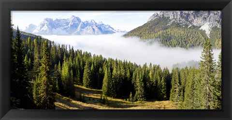 Framed Morning mist over trees in a forest, Lake Misurina, Dolomites, Belluno, Veneto, Italy Print