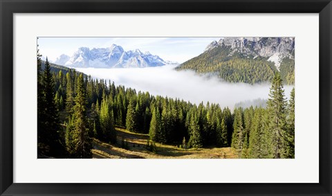 Framed Morning mist over trees in a forest, Lake Misurina, Dolomites, Belluno, Veneto, Italy Print