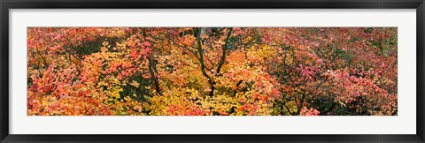 Framed Multi-Colored Autumn Leaves, Gloucestershire, England Print