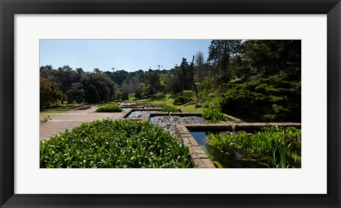 Framed Trees and aquatic plants in the garden, Mossen Cinto Verdaguer Gardens, Barcelona, Catalonia, Spain Print