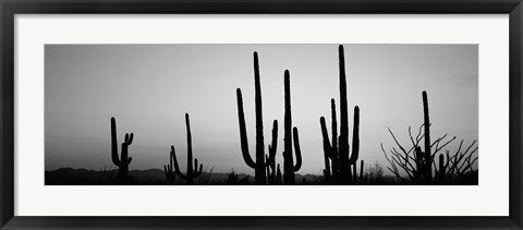 Framed Black and White Silhouette of Saguaro cacti, Saguaro National Park, Arizona Print