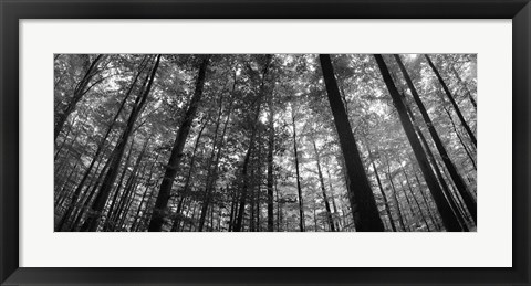 Framed Low angle view of beech trees in Black and White, Germany Print