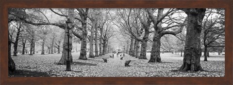 Framed Trees along a footpath in a park, Green Park, London, England (black and white) Print