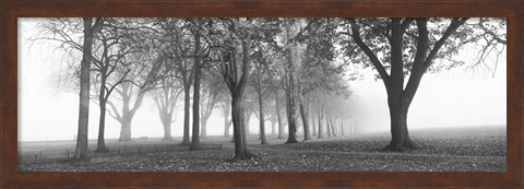Framed Trees in a park during fog, Wandsworth Park, Putney, London, England (black and white) Print