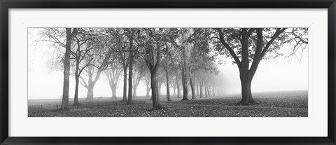 Framed Trees in a park during fog, Wandsworth Park, Putney, London, England (black and white) Print