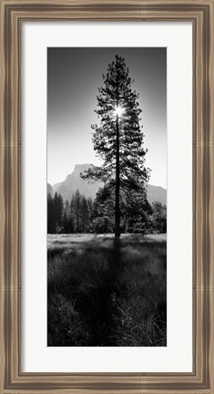 Framed Sun Behind Pine Tree, Half Dome, Yosemite Valley, California, USA Print