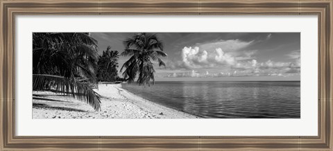 Framed Palm trees on the beach, Matira Beach, Bora Bora, French Polynesia Print