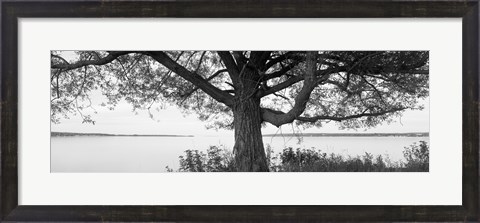 Framed Tree on a Lake, Wisconsin (black &amp; white) Print