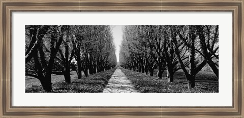 Framed Trees along a walkway in black and white, Niagara Falls, Ontario, Canada Print