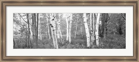 Framed Birch trees in a forest, Acadia National Park, Hancock County, Maine (black and white) Print