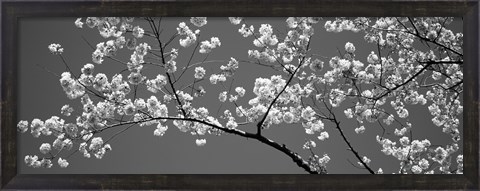 Framed Cherry Blossoms Washington DC (black and white) Print