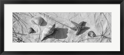 Framed Close-up of a starfish and seashells on the beach, Dauphin Island, Alabama, USA Print