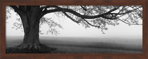 Framed Tree in a farm, Knox Farm State Park, East Aurora, New York State, USA Print