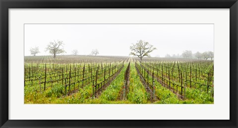 Framed Oak trees in a vineyard, Guerneville Road, Sonoma Valley, Sonoma County, California, USA Print