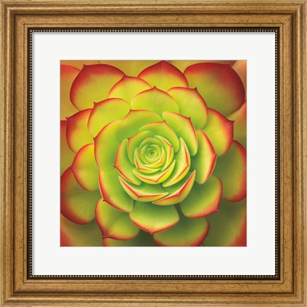 Framed Fiery Succulent Print