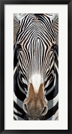 Framed Grevey&#39;s Zebra, Samburu National Reserve, Kenya Print