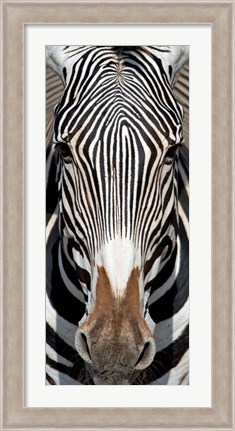 Framed Grevey&#39;s Zebra, Samburu National Reserve, Kenya Print