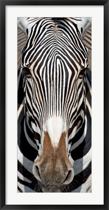 Framed Grevey&#39;s Zebra, Samburu National Reserve, Kenya Print