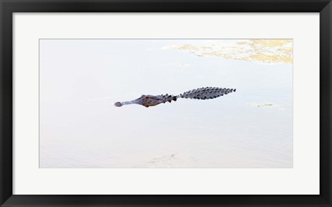 Framed Crocodile in a pond, Boynton Beach, Florida, USA Print