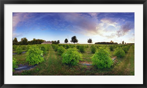 Framed Elderberry field, Quebec, Canada Print