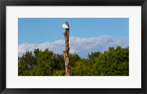 Framed White crane on a dead tree, Boynton Beach, Florida, USA Print