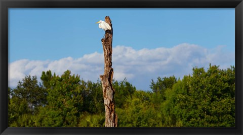 Framed White crane on a dead tree, Boynton Beach, Florida, USA Print