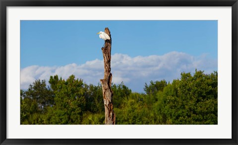 Framed White crane on a dead tree, Boynton Beach, Florida, USA Print