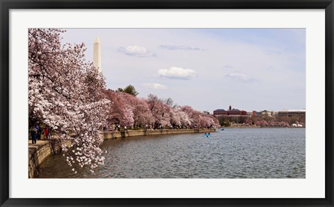 Framed Cherry Blossom trees in the Tidal Basin with the Washington Monument in the background, Washington DC, USA Print