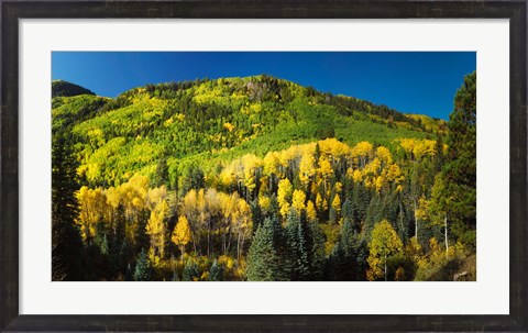Framed Aspen trees on mountain, Sunshine Mesa, Wilson Mesa, South Fork Road, Uncompahgre National Forest, Colorado, USA Print