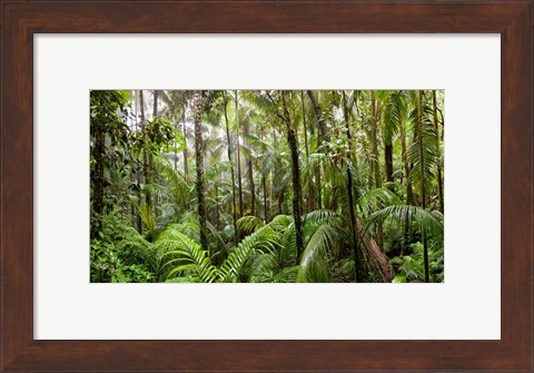 Framed Trees in tropical rainforest, Eungella National Park, Mackay, Queensland, Australia Print