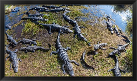 Framed Alligators along the Anhinga Trail, Everglades National Park, Florida, USA Print