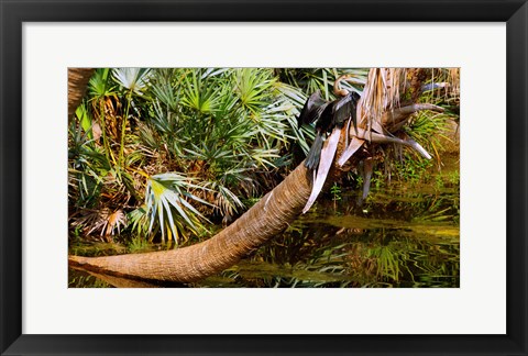 Framed Oriental darter (Anhinga melanogaster) on a tree, Boynton Beach, Palm Beach County, Florida, USA Print