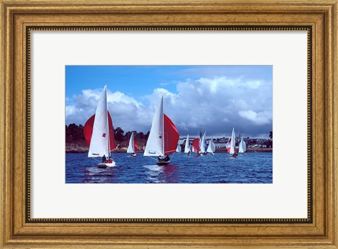 Framed Dragon regatta in Baie De Douarnenez, Finistere, Brittany, France Print