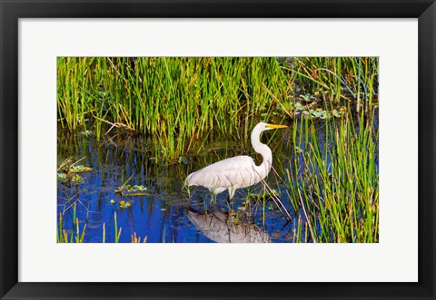 Framed Reflection of white crane in pond, Boynton Beach, Florida, USA Print