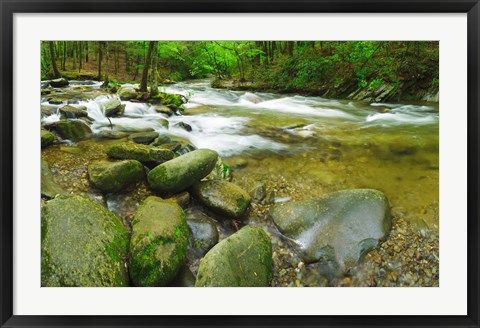 Framed Stream following through a forest, Little River, Great Smoky Mountains National Park, Tennessee, USA Print