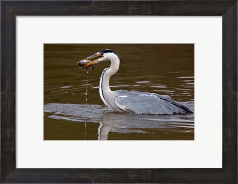 Framed Grey Heron, Kenya Print