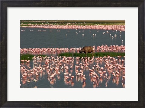 Framed Cape Buffalo Grazing among Flamingos Print