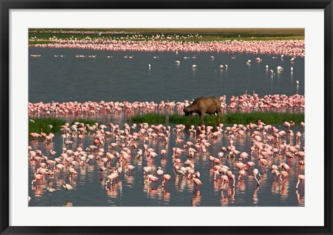 Framed Cape Buffalo Grazing among Flamingos Print