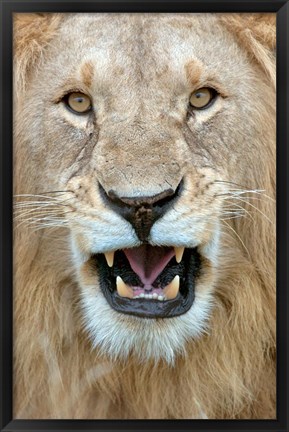 Framed Close-up of a lion (Panthera leo) yawning, Masai Mara National Reserve, Kenya Print