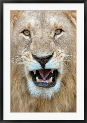 Framed Close-up of a lion (Panthera leo) yawning, Masai Mara National Reserve, Kenya Print