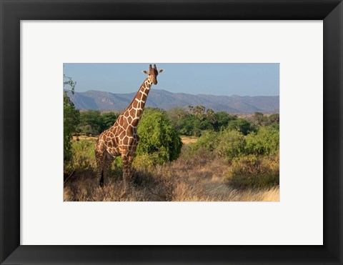 Framed Giraffe walking across plain, Kenya Print