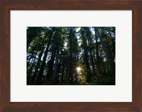 Framed Redwood trees in a forest, Del Norte Coast Redwoods State Park, Del Norte County, California, USA Print